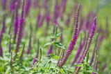 Lavender field with focus on one foreground stem