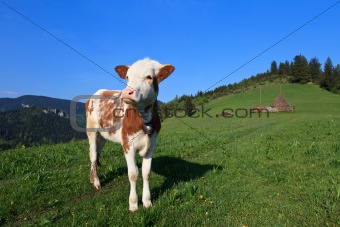 young calf