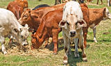 Australian beef cattle young calves