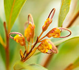 Australian wildflower Grevillea venusta orange flower