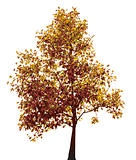 Colorful autumn tree