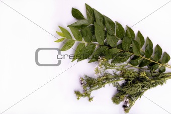 Curry leaves and cilantro