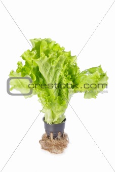Lettuce salad in the pot isolated on white