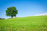 tree green meadow