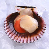 Raw Queen Scallop on Ice