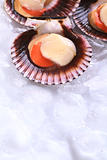 Raw Queen Scallops on Ice