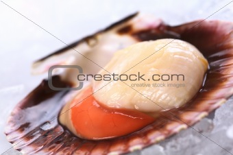 Raw Queen Scallop on Ice