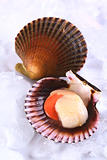 Raw Queen Scallop with a Colorful Scallop Shell on Ice