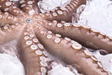 Raw Octopus on Ice