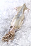 Raw Squid on Ice