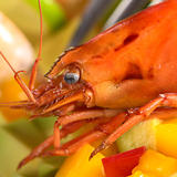 Closeup of the Head of a Cooked Shrimp