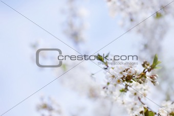 Blossom in spring 