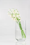Bouquet of lily of the valley