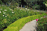path among the roses in a beautiful garden
