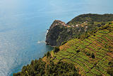 Aerial view on vineyards and Mediterranean Sea.