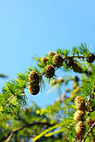 fragment of larch branch over the sky