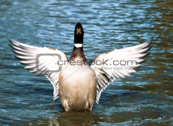 wild duck flapping wings