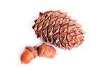 Pine cone and acorns