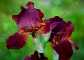 brown bearded iris
