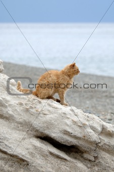 big cat stands on the cliff