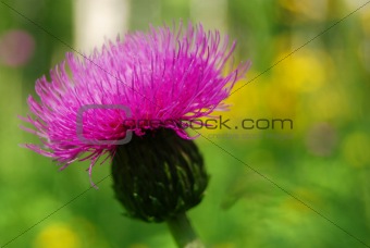 Burdock flower