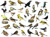 Set of 35 (different) photographs of birds isolated on white
