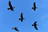 cormorants (phalacrocorax carbo )