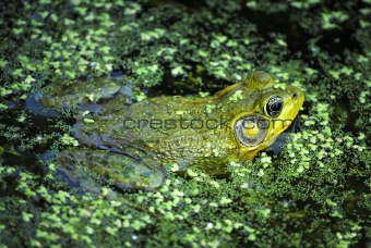 Northern Leopard Frog,Rana pipiens