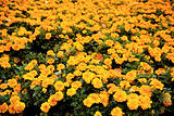 Autumn marigolds