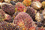 Palm Oil Fruits
