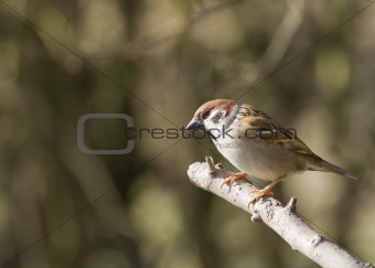 Tree Sparrow ( Passer montanus)