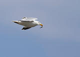 Herring Gull with a fish