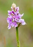 Common Spotted Orchid ( Dactylorhiza fuchsii )