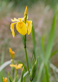 Yellow Iris (Iris pseudacorus )