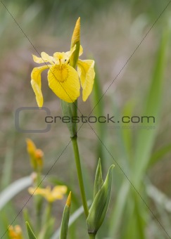 Yellow Iris (Iris pseudacorus )