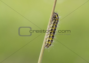 5-spot Burnet Caterpillar