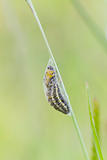 5-spot Burnet Caterpillar Pupa