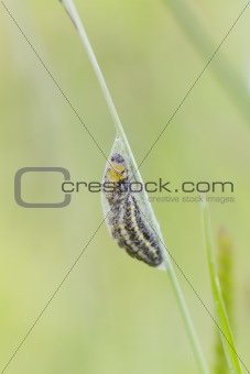 5-spot Burnet Caterpillar Pupa