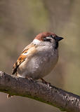 Tree Sparrow ( Passer montanus)