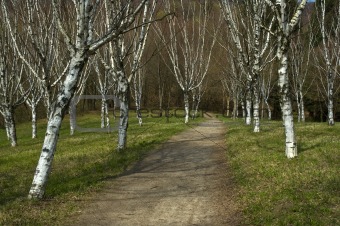 Birches in spring