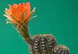 Orange cactus blossom