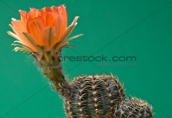 Orange cactus blossom