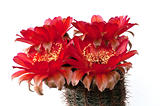 Red flowers of a cactus