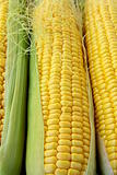 Closeup of yellow corn with additional ears of corn in the background