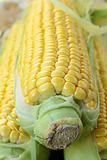 Closeup of yellow corn with additional ears of corn in the background