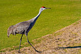 Sand Hill Cranes on a Golf Course in Florida