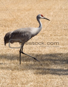 Sand Hill Cranes on a Golf Course in Florida