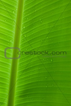 Rain drops on a banana leaf