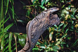 Lizard / gecko on a dry log