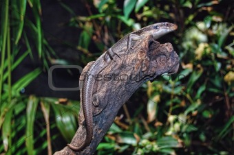 Lizard / gecko on a dry log